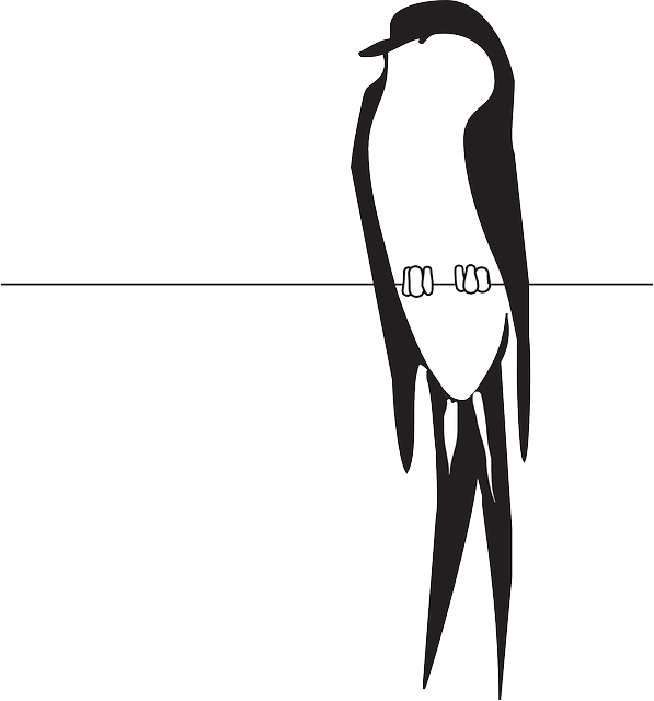 Perched Wire, Bird, Wings, Claws, Feathers, Perched - Bird On Wire Clipart (597x640), Png Download