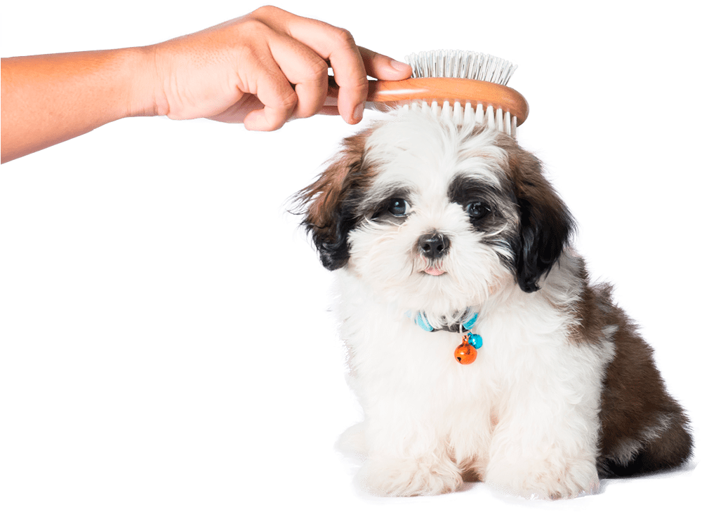 About Us - Dog (1000x854), Png Download