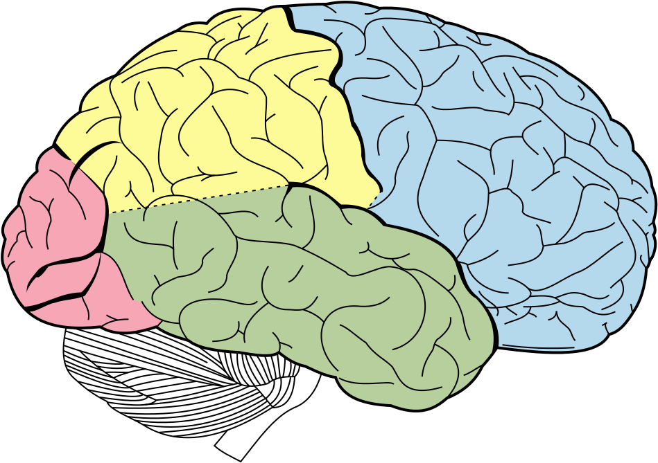 Askabiologist Asu Edu Activities Coloring Brain How - Outer Brain (969x775), Png Download