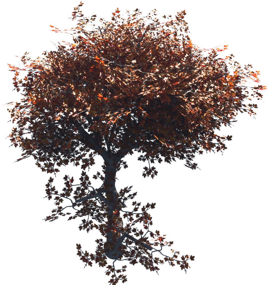 Orangetree#3 (1920x1080), Png Download