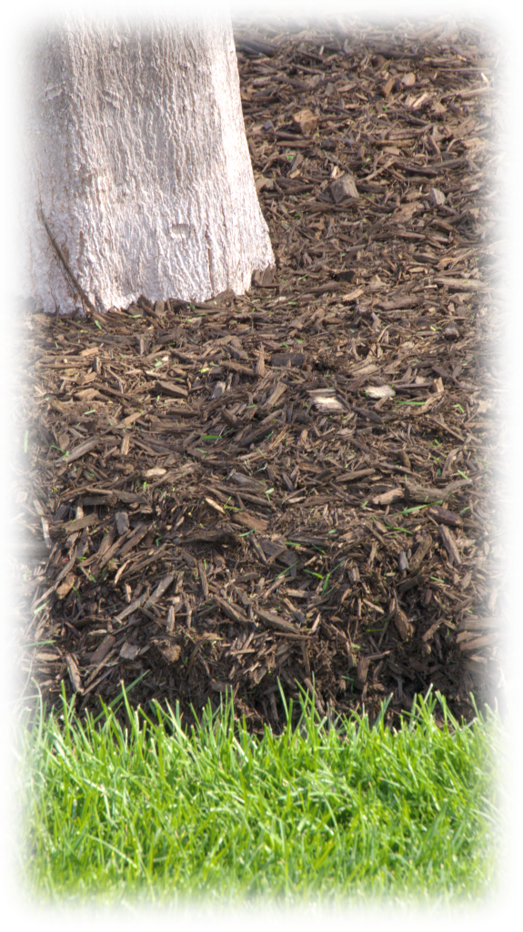 Mulch Ring - Wood (575x1024), Png Download