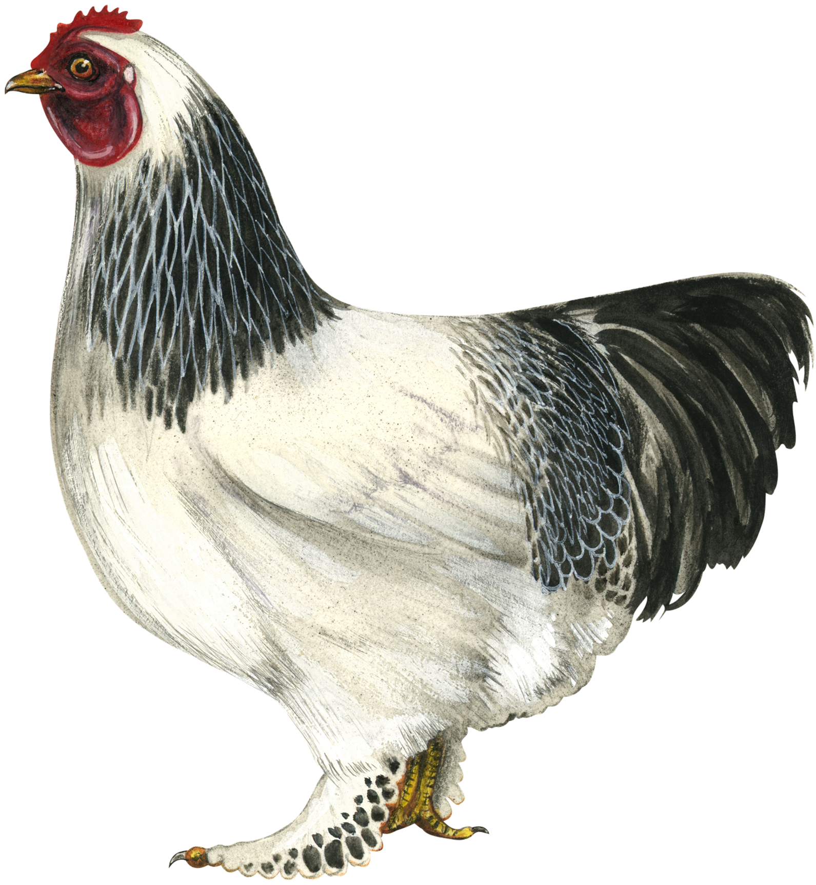 Hen Png Hd - Brahma Chicken Draw (1668x1785), Png Download