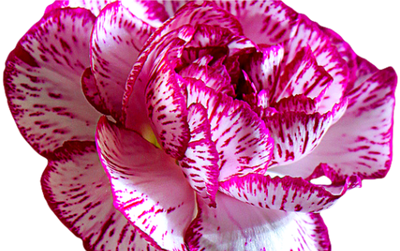 Transparent Flowers Tumblr - Flower (1368x855), Png Download