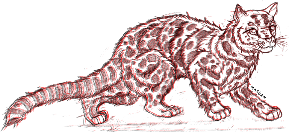Woah Tiger Big - Sokoke (1000x479), Png Download