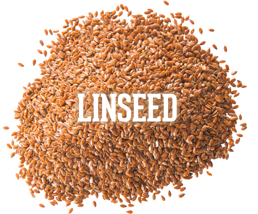 Linseed - Seed (850x709), Png Download
