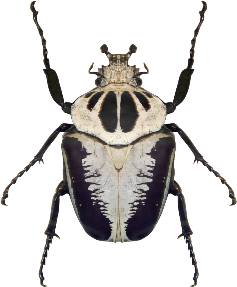 Black And White Beetle (1000x1000), Png Download