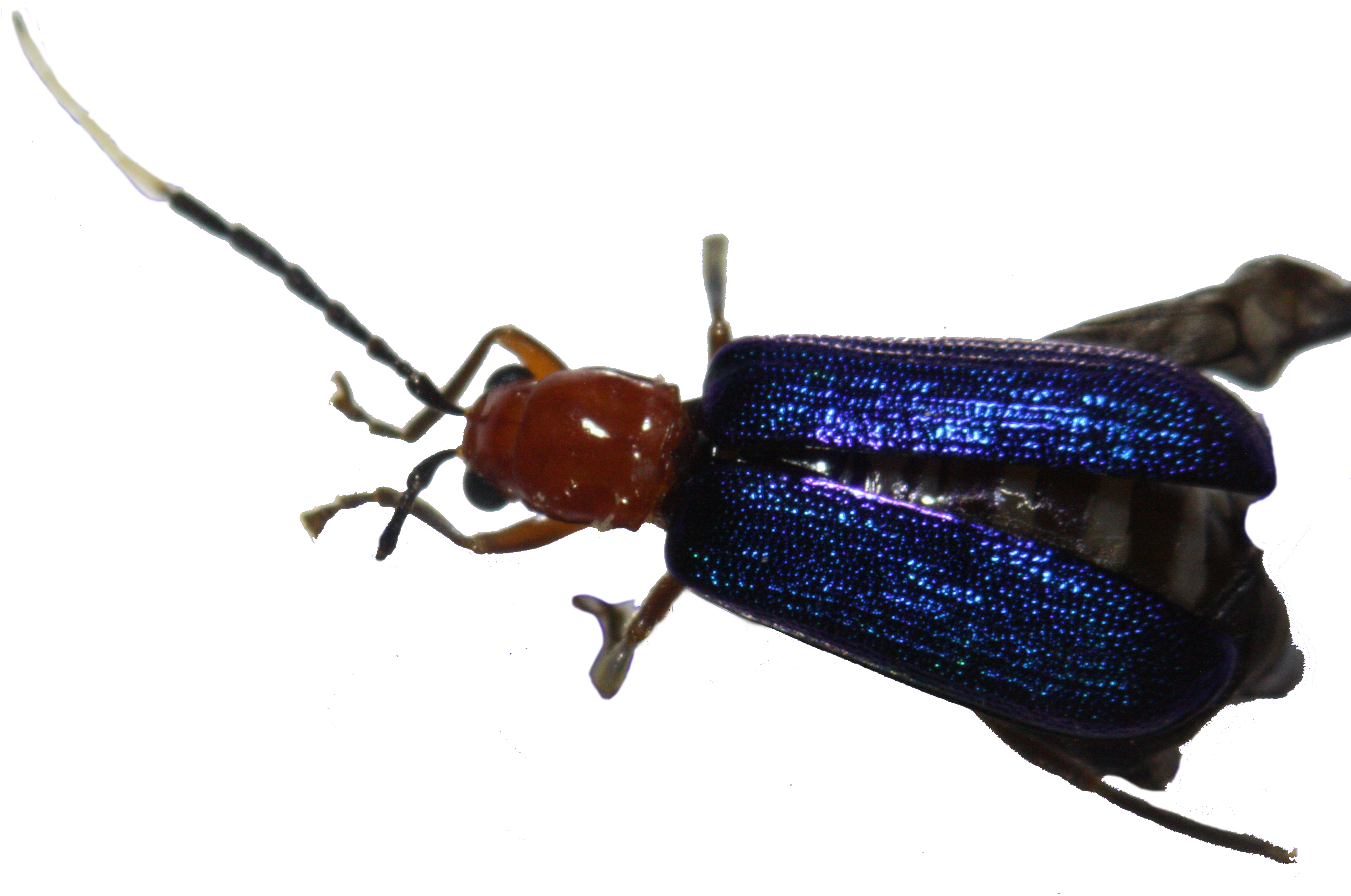 75 - Soldier Beetle (3888x2592), Png Download