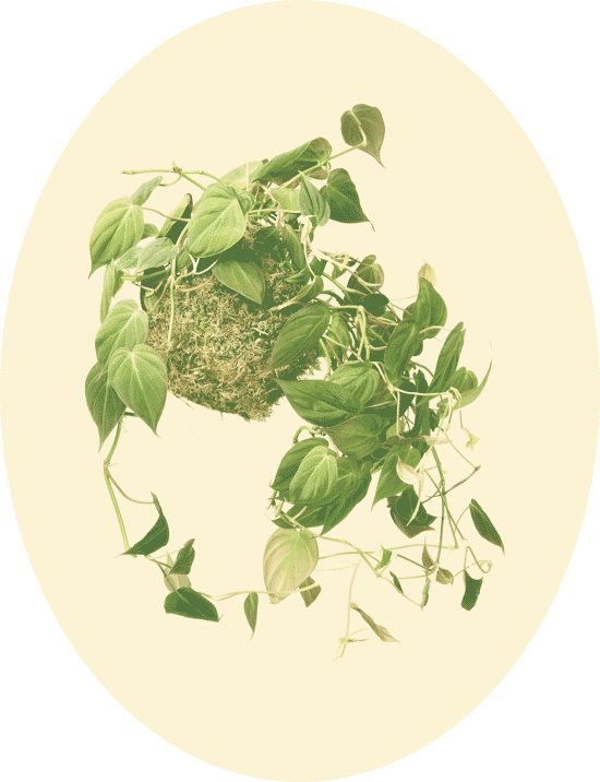 Philodendron Hederaceum - Tree (550x716), Png Download
