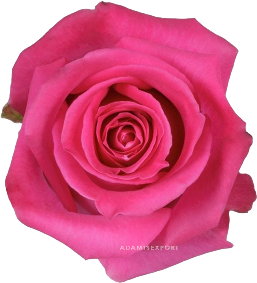 Topaz Rose - Rosa Topaz (1000x1000), Png Download