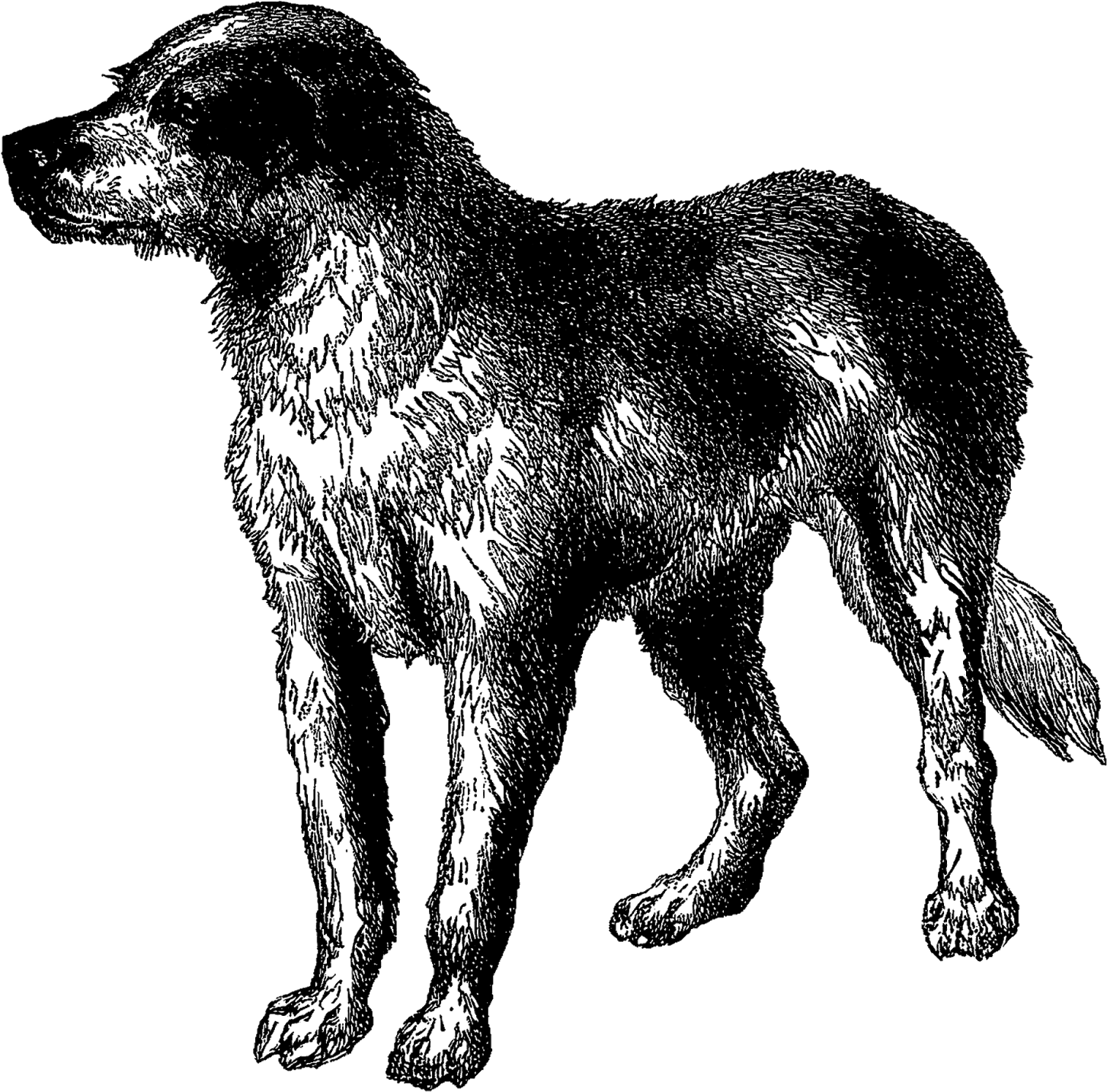 Vintage Dog Breed Boarhound Digital Download Animal - Estrela Mountain Dog (1453x1434), Png Download