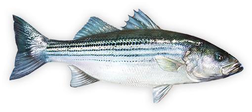 Striped Bass Bass Fishing Tips, Best Fishing, Fly Fishing - Fishing (550x275), Png Download