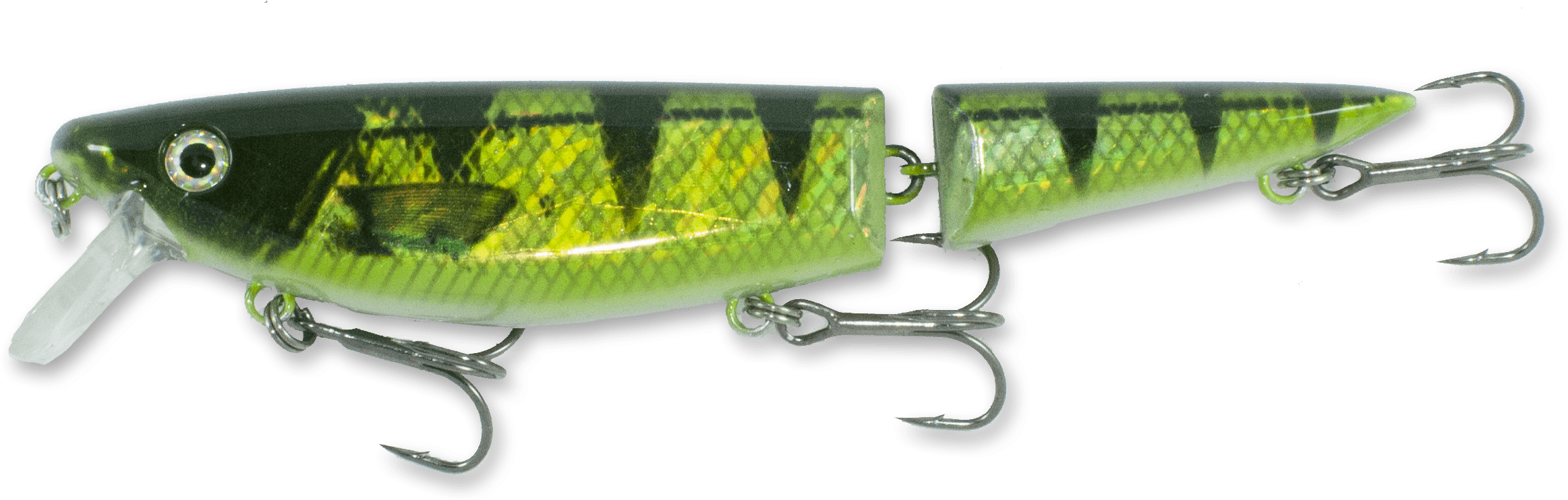 Holo Perch White Belly - Trophy Technology (2451x780), Png Download