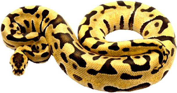 Python Clipart Pencil And In Color Python Clipart - Python Clipart (640x353), Png Download