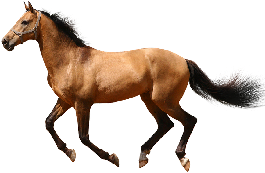 Running Horse No Background Transparent Png Image Web - Horse Running Transparent Background (927x656), Png Download