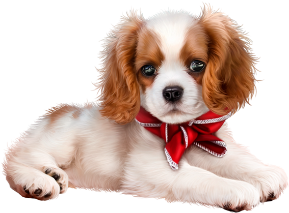 Puppy Images, King Charles Spaniel, - Puppy (600x654), Png Download