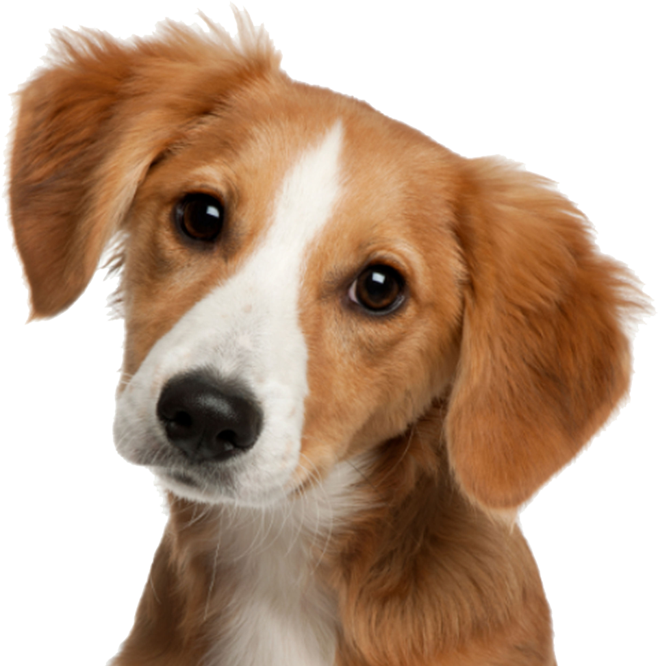 Cute Image - Dog Merchants: Inside The Big Business (1024x1024), Png Download