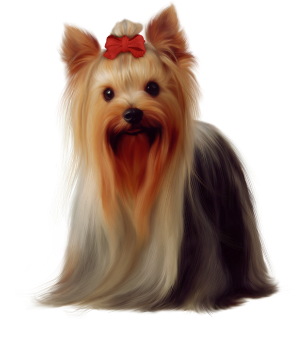 Chiens Dog Puppies Wallpapers Very Cute Pinterest - Yorkshire Terrier Png (600x695), Png Download