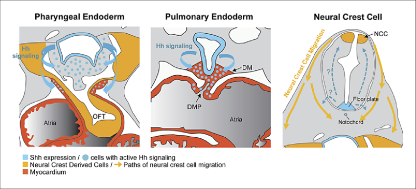 Shh Produced In The Pharyngeal Endoderm Activates Cells - Hedgehog Signaling Of Heart (850x387), Png Download