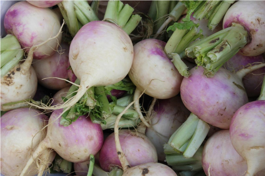 File - Turnip - Jpeg (1730x815), Png Download