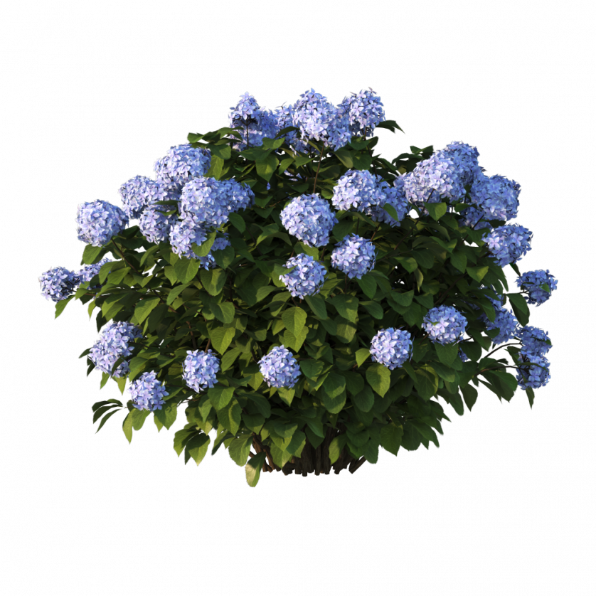 Hortensia 01 - Hydrangea Serrata (838x838), Png Download