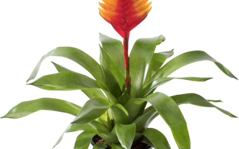 Bromelia (800x500), Png Download
