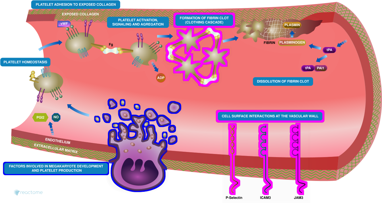 Figure - Platelet Homeostasis (1360x750), Png Download