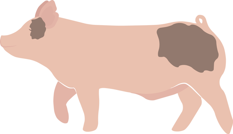 Vector Black And White Stock Freebies Ladies Agriculture - Show Pig Png (778x447), Png Download