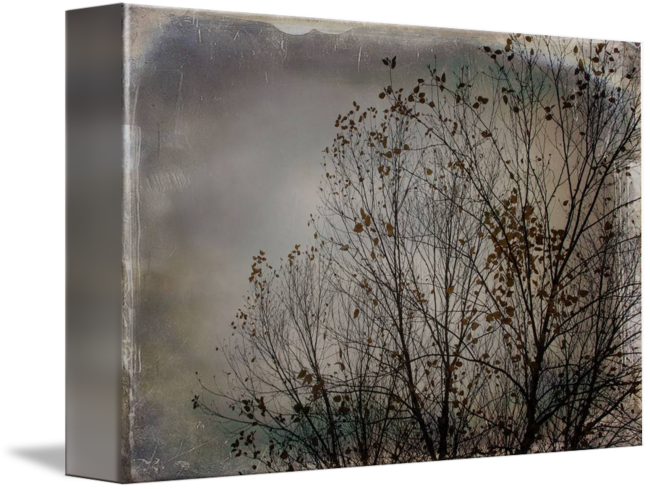 River Birch Png - Wood (650x489), Png Download