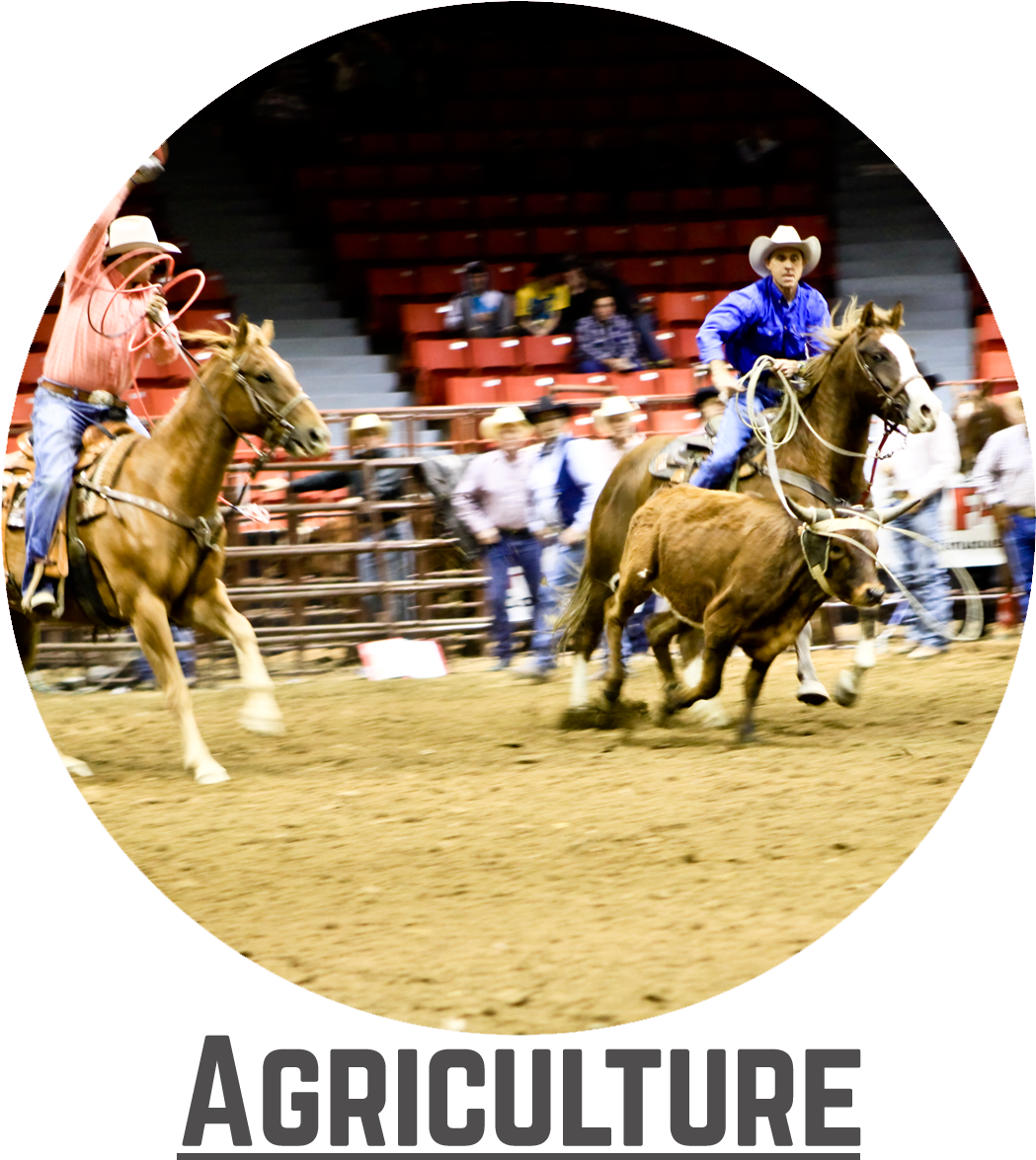 Rodeo Bubble - Stallion (1152x1267), Png Download