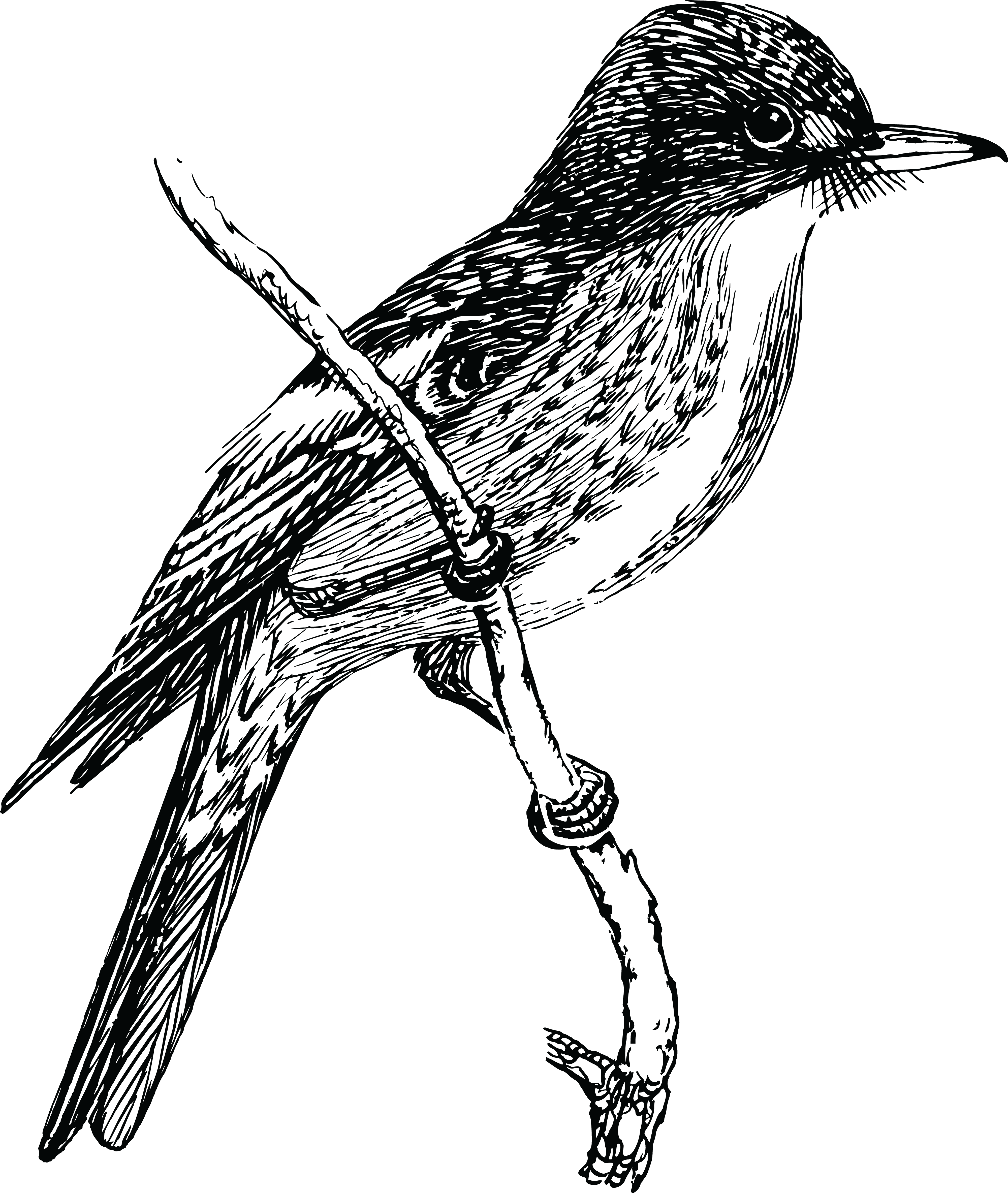 Free Clipart Of A Flycatcher Bird - Flycatcher Beak Line Art (4000x4734), Png Download