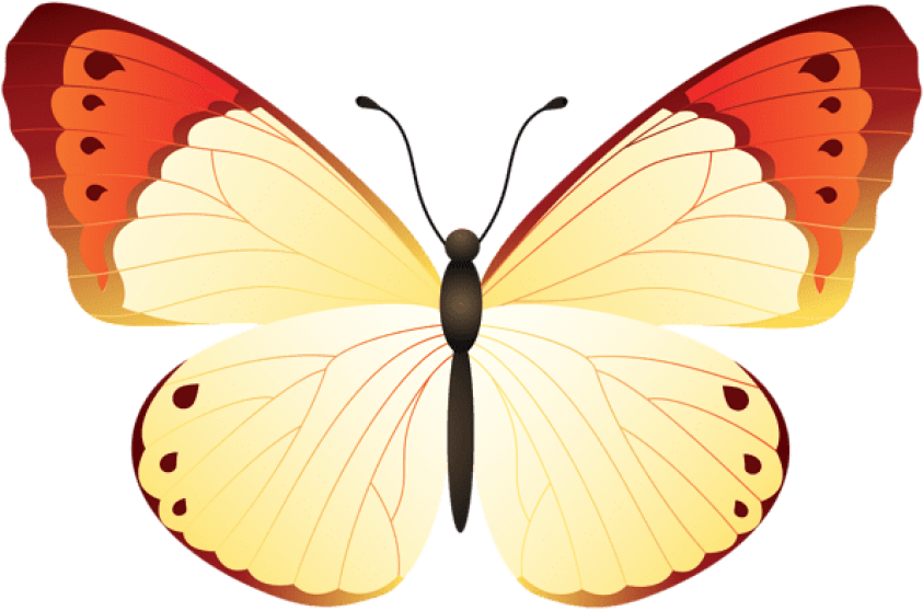 Free Png Download Butterfly Clipart Png Photo Png Images - Large Copper (850x564), Png Download