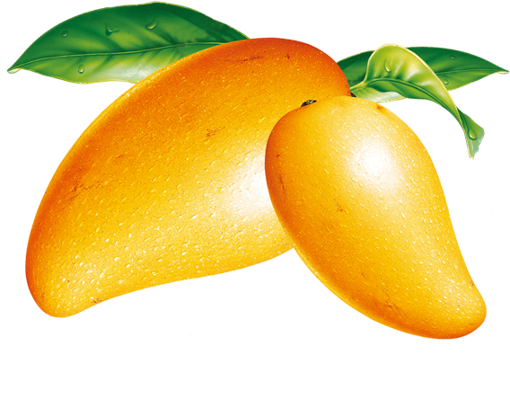 Mango Png Clipart - Fresh Mango Png (591x591), Png Download