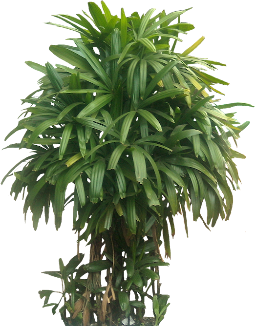 Pin By Putichai Sam On Tree Cut Out/ Cambodian Plants - Bamboo Palm Indoor Small (531x672), Png Download
