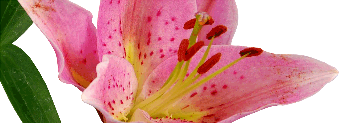 Tiger Lily (1470x524), Png Download