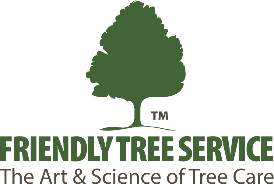 Tree (900x605), Png Download
