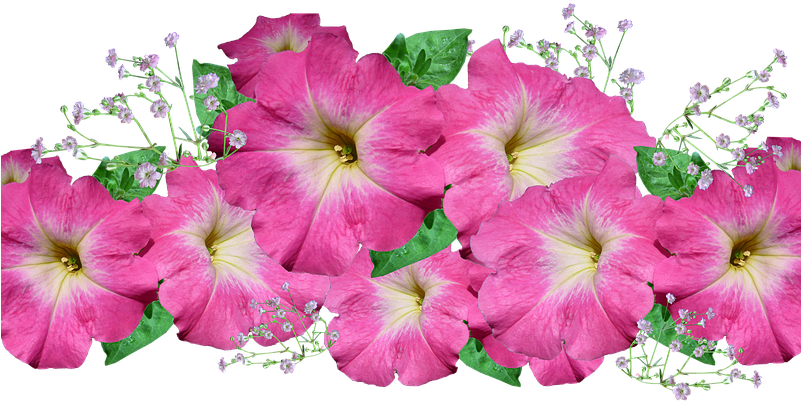 Flower Bouquet Arrangement - Petunia (800x440), Png Download
