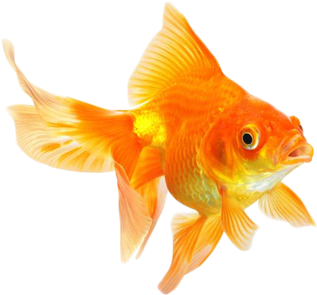 Write - Goldfish Animal (640x480), Png Download