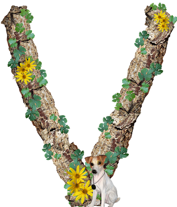 Alphabet, Letter, V, Rustic, Timber, Bark - Necklace (618x720), Png Download