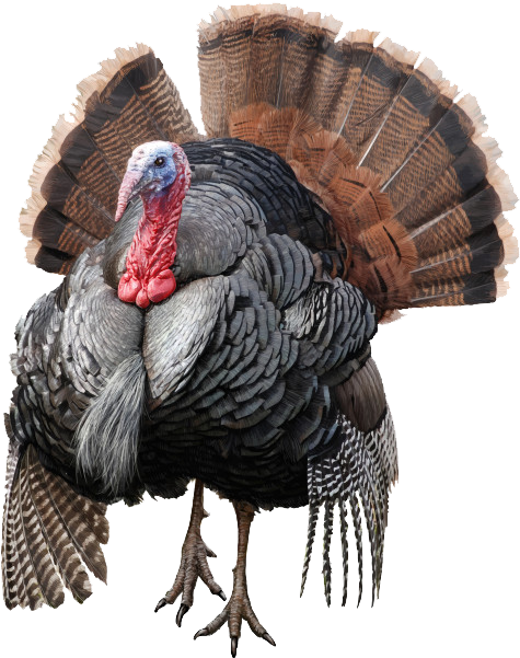 Wild Turkey Png Free Download (626x626), Png Download