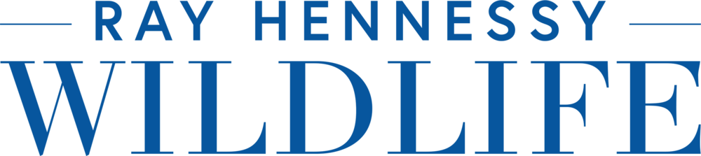 Hennessy Logo Png (1000x223), Png Download