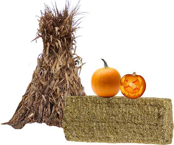 Photo By - - Carved Pumpkin (600x600), Png Download