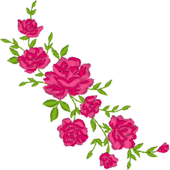 Rose Vine Png - Garden Roses (589x588), Png Download