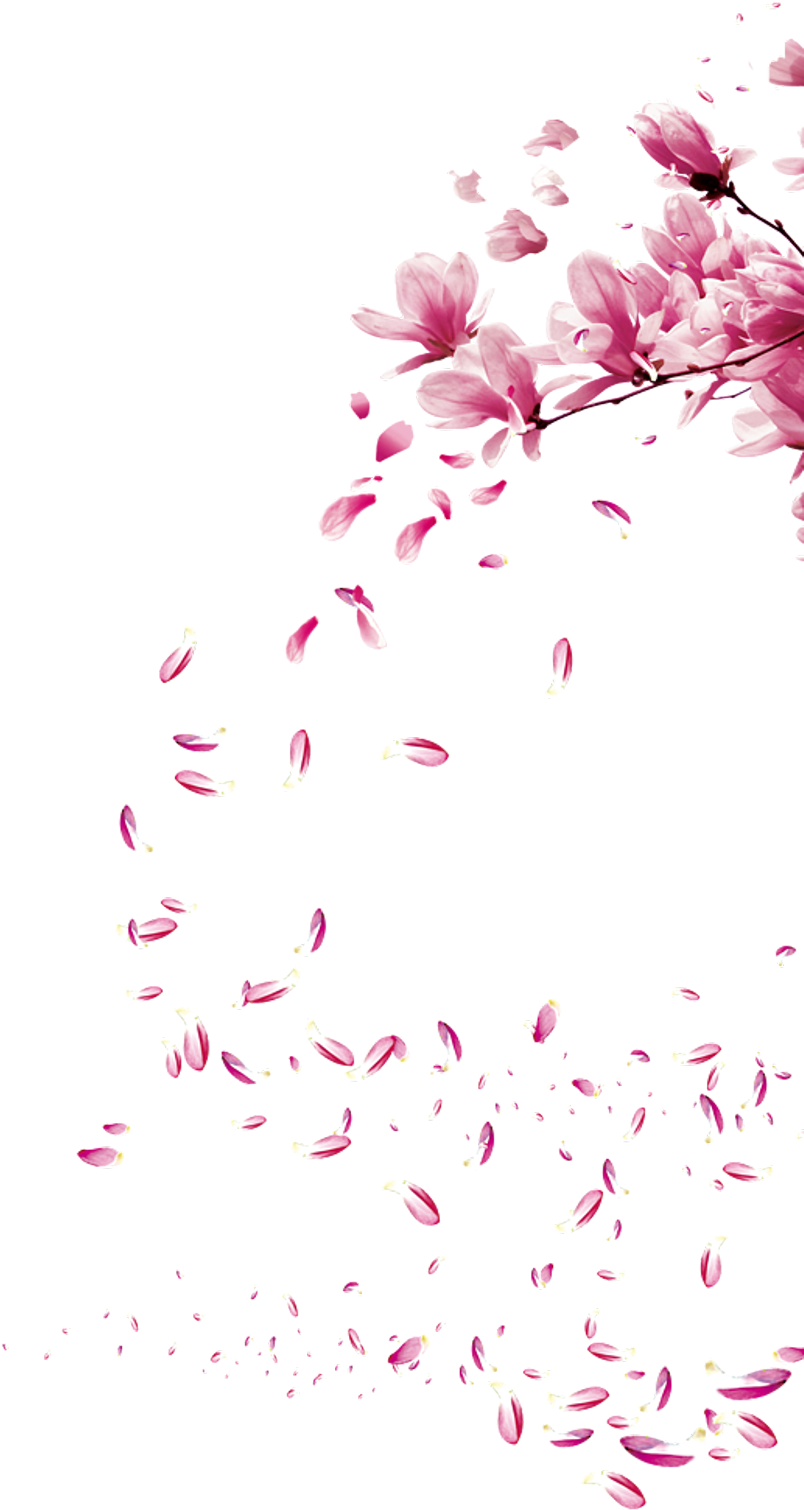 Sakura Sticker - Blossom Brush (1024x1536), Png Download