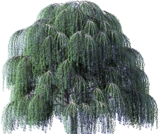 Download Willow Tree Clipart - Weeping Willow Tree Transparent ...