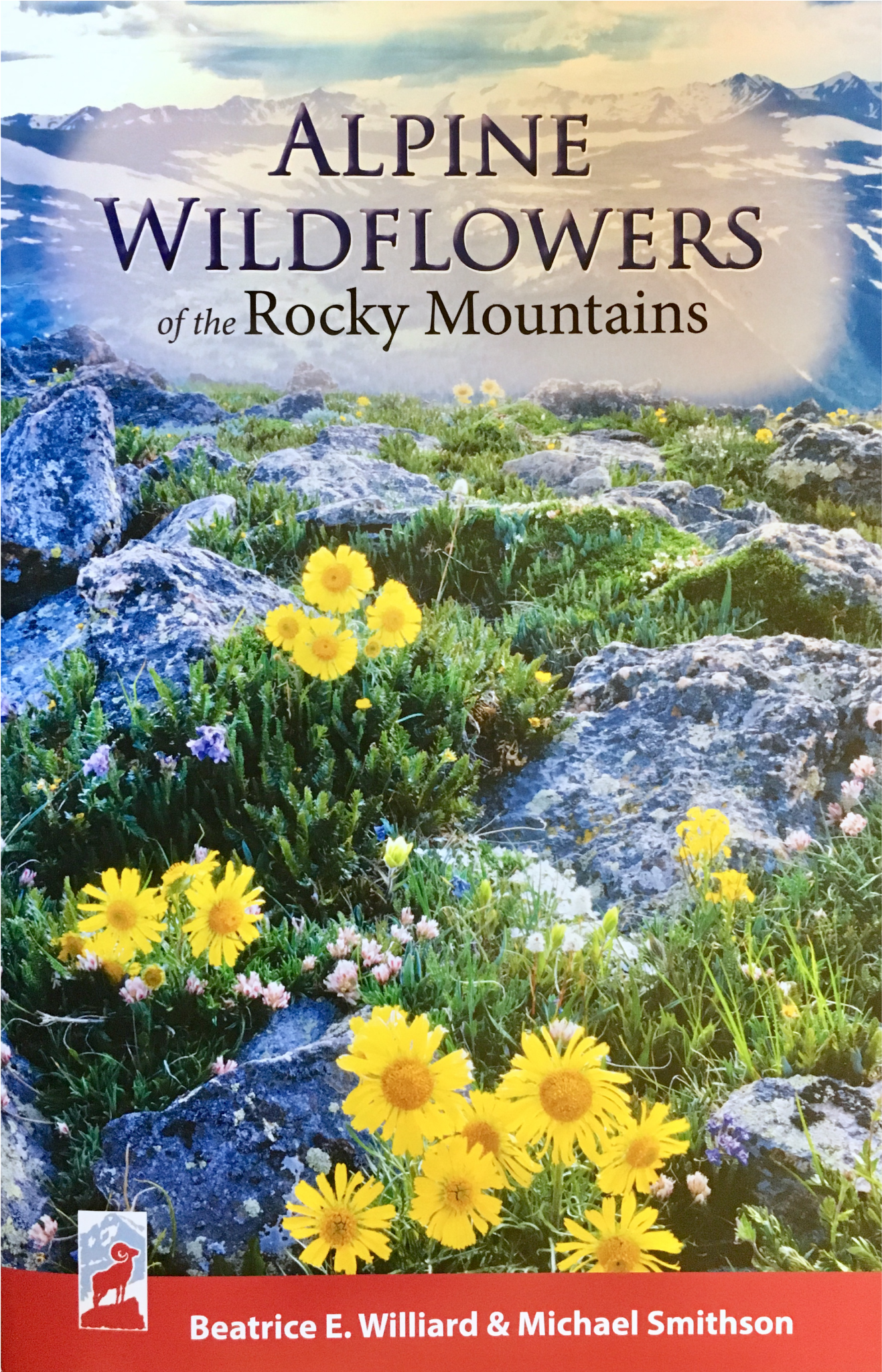 Shop - Euryops Pectinatus (2048x2048), Png Download