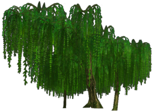 0 1513827405059 Willowleftside - Grass (760x445), Png Download