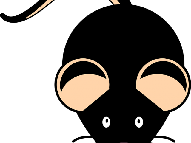 Mouse Animal Cliparts - Clip Art (640x480), Png Download