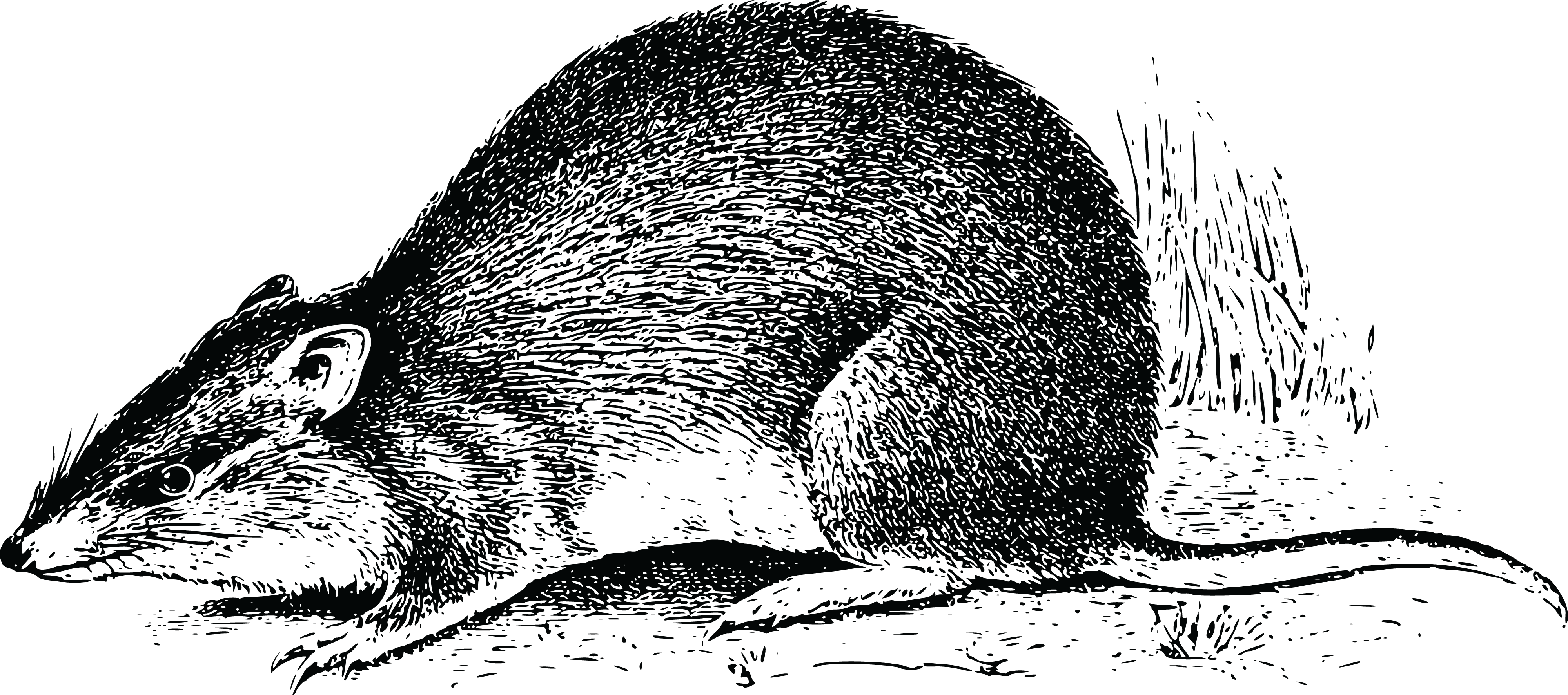 Free Clipart Of An Animal - Bandicoot Transparent (4000x1774), Png Download