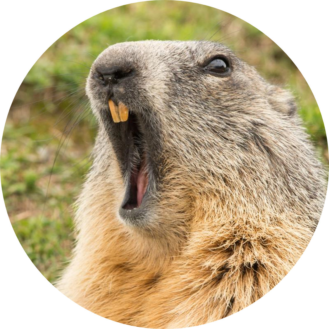 Groundhog Day - Long Do Groundhogs Live (1125x1125), Png Download