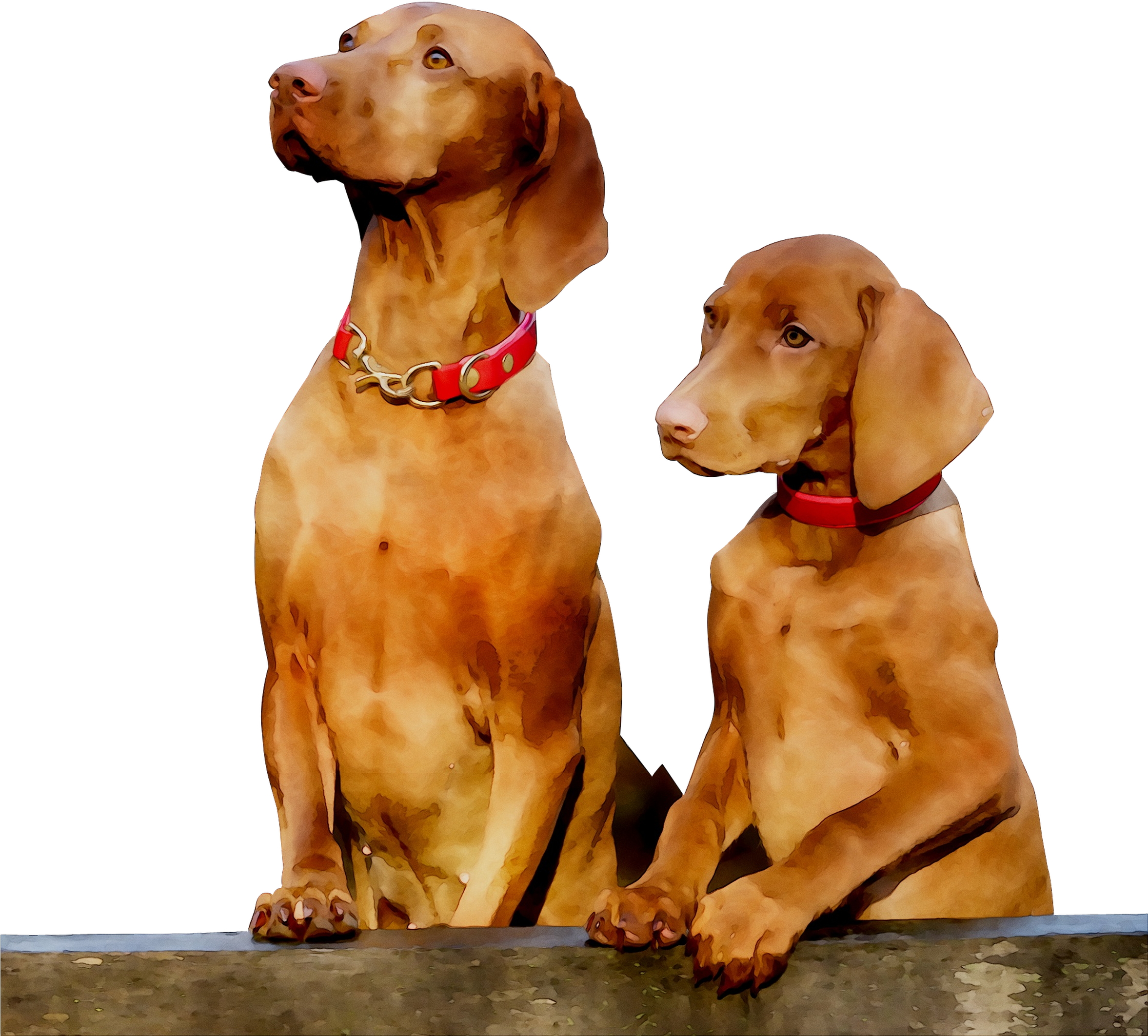 Pointing Breed Gun Dog Vizsla Companion Clipart - Vizsla (2353x2161), Png Download